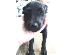 Cachorro raça SRD idade 2 a 6 meses nome Pretinha