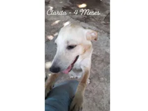 Cachorro raça Mistura de Labrador  idade 2 a 6 meses nome Clarita