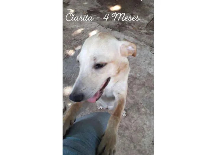 Cachorro ra a Mistura de Labrador  idade 2 a 6 meses nome Clarita