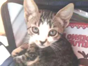 Gato raça Misto  idade Abaixo de 2 meses nome Bella