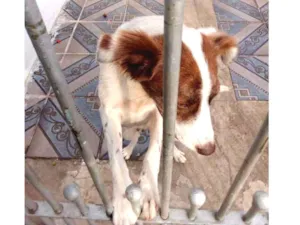 Cachorro raça SRD idade 1 ano nome Nina