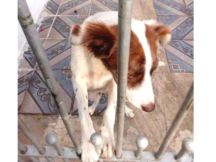 Cachorro ra a SRD idade 1 ano nome Nina
