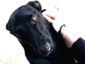 Cachorro raça SRD idade 2 anos nome Fiapo