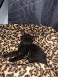 Gatinho