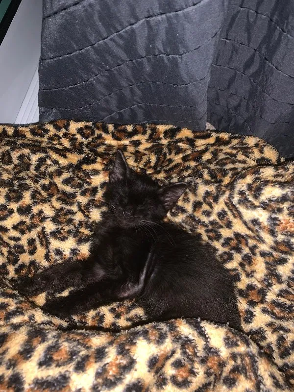 Gato ra a Sem raça  idade 2 a 6 meses nome Gatinho