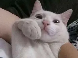 Gato raça Vira-lata idade 7 a 11 meses nome Guido