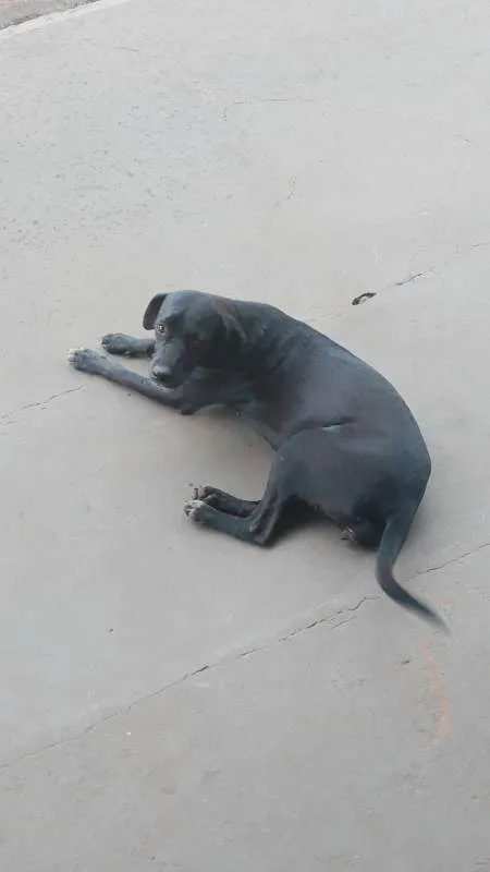 Cachorro ra a srd idade 7 a 11 meses nome Tadinha