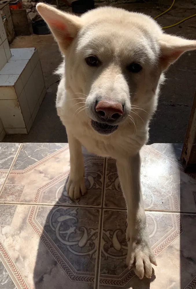 Cachorro ra a Akita idade 3 anos nome Thor