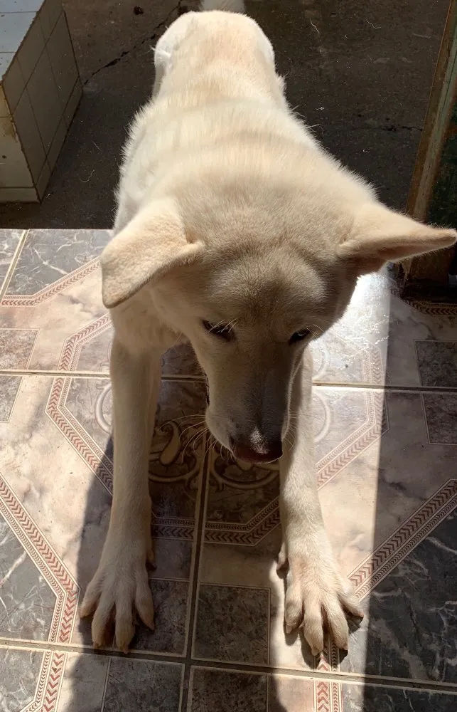 Cachorro ra a Akita idade 3 anos nome Thor
