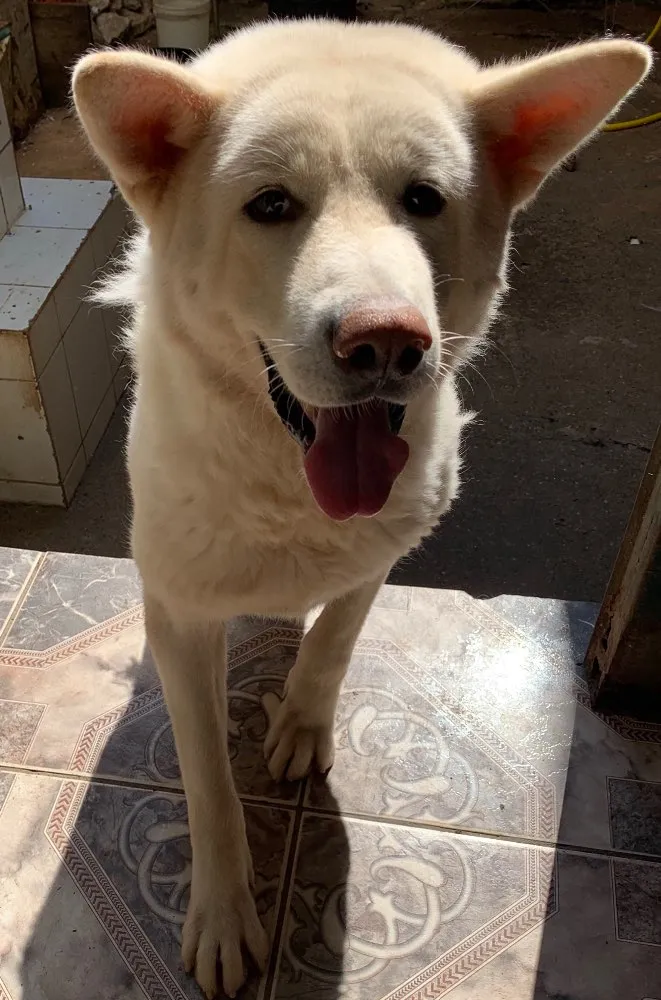 Cachorro ra a Akita idade 3 anos nome Thor