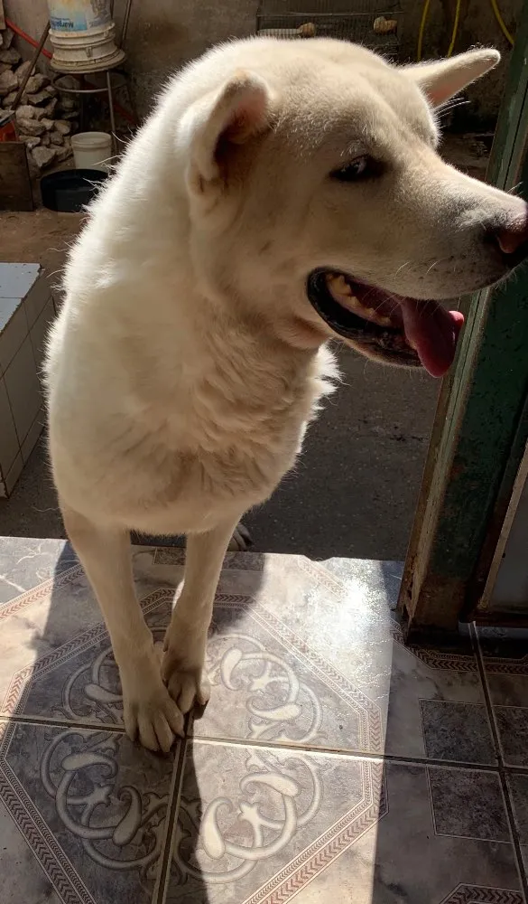 Cachorro ra a Akita idade 3 anos nome Thor