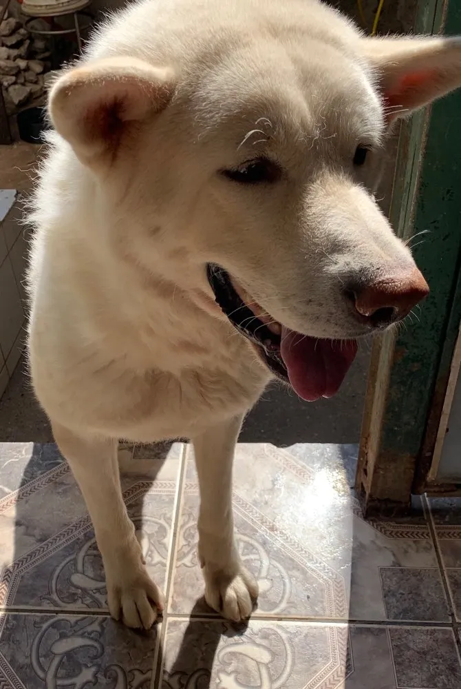 Cachorro ra a Akita idade 3 anos nome Thor