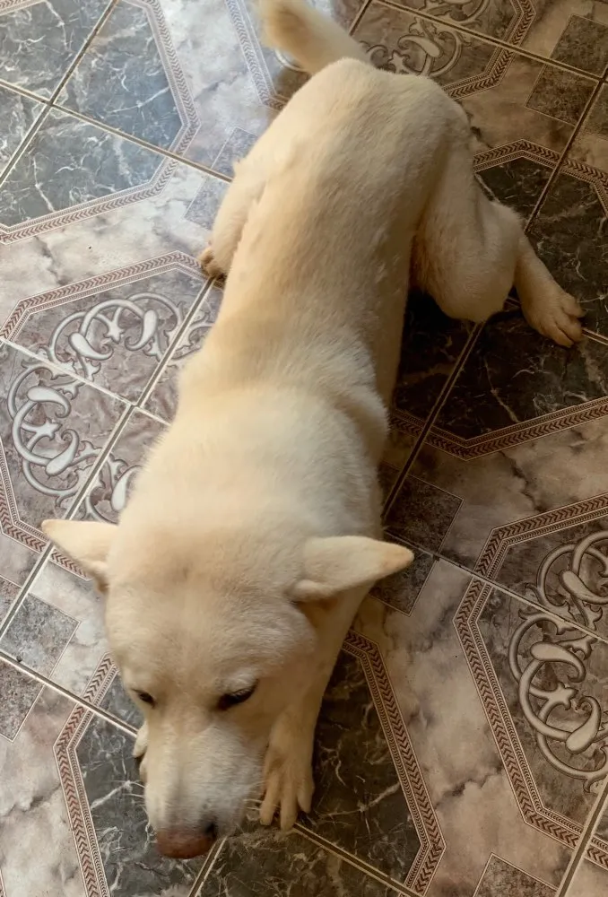 Cachorro ra a Akita idade 3 anos nome Thor