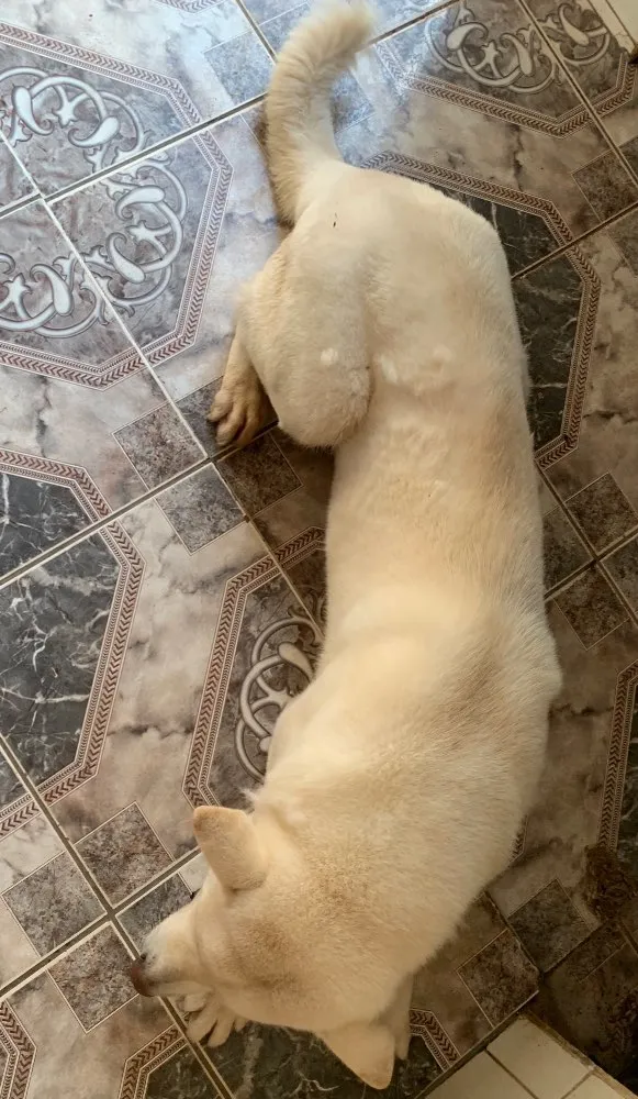 Cachorro ra a Akita idade 3 anos nome Thor