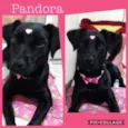 PANDORA