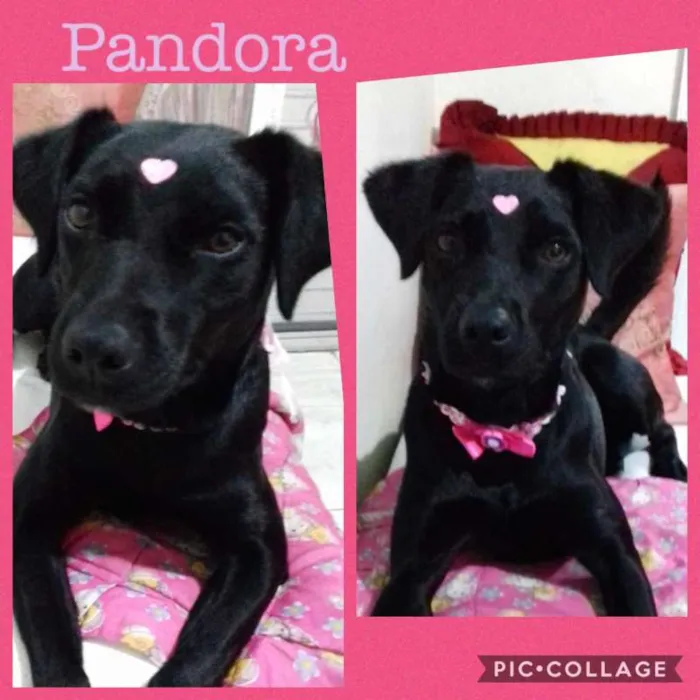 Cachorro ra a srd idade 2 anos nome PANDORA