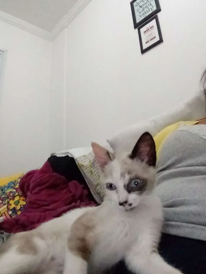 Gato ra a Vira lata idade 2 a 6 meses nome Pandora