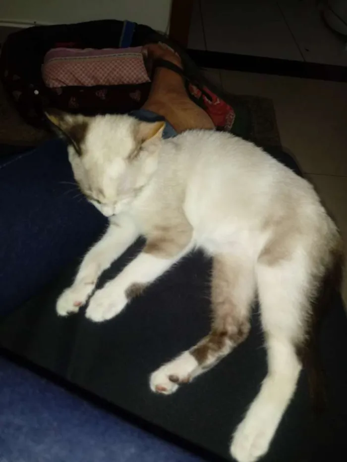 Gato ra a Vira lata idade 2 a 6 meses nome Pandora