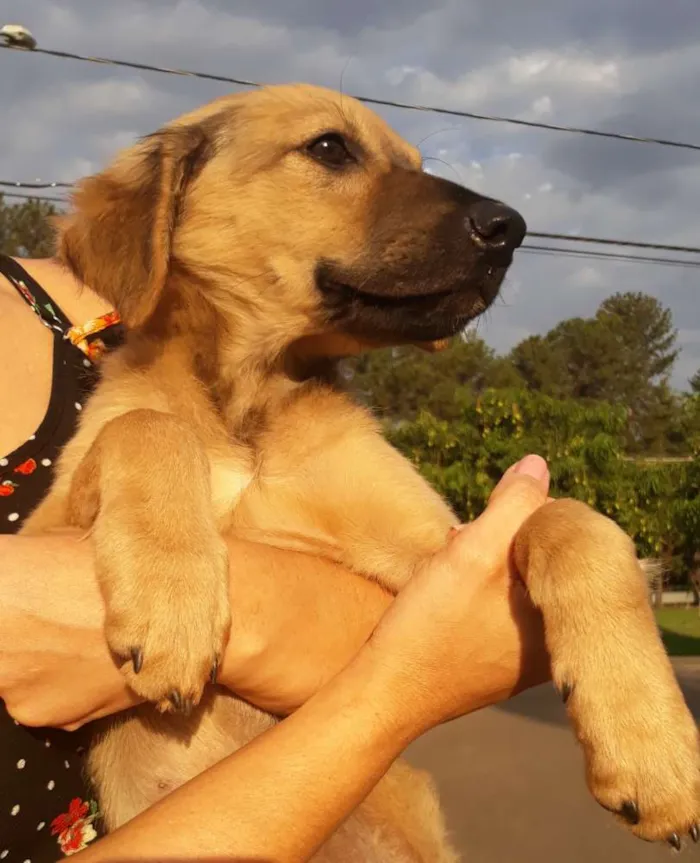 Cachorro ra a Sem raça definida idade 2 a 6 meses nome Scooby