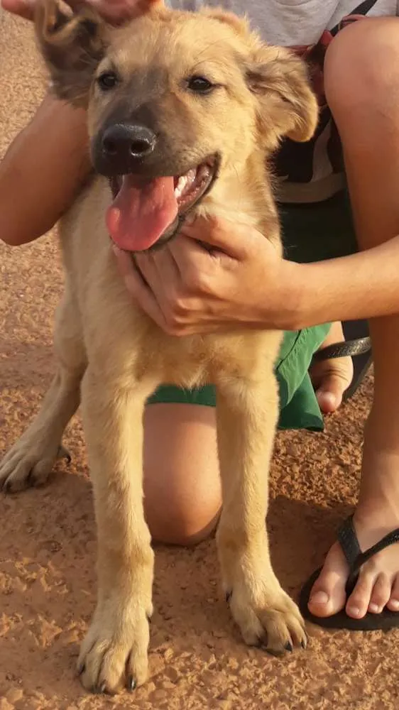 Cachorro ra a Sem raça definida idade 2 a 6 meses nome Scooby