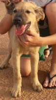 Scooby