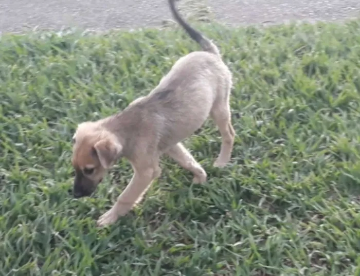 Cachorro ra a Sem raça definida idade 2 a 6 meses nome Scooby