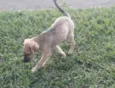 Scooby