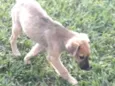 Scooby