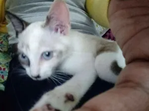 Gato raça Vira lata idade 2 a 6 meses nome Pandora