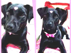 Cachorro raça srd idade 2 anos nome PANDORA