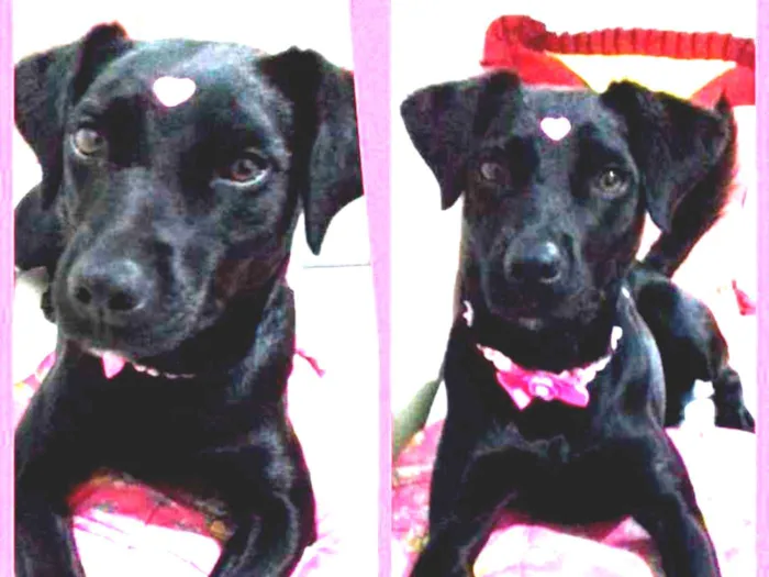 Cachorro ra a srd idade 2 anos nome PANDORA