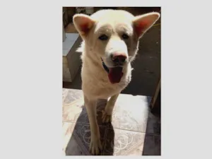 Cachorro raça Akita idade 3 anos nome Thor
