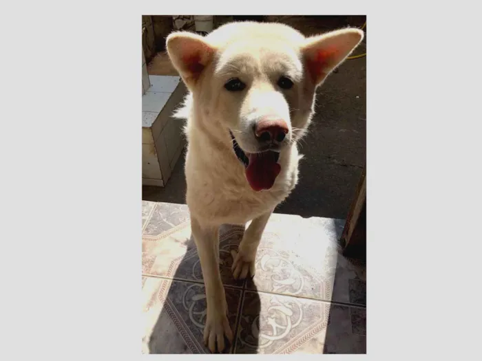 Cachorro ra a Akita idade 3 anos nome Thor