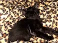 Gatinho