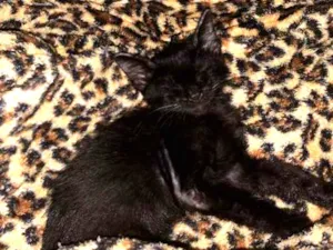Gato raça Sem raça  idade 2 a 6 meses nome Gatinho