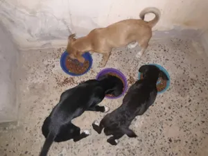 Cachorro raça Pé duro idade 2 a 6 meses nome Max, Malu