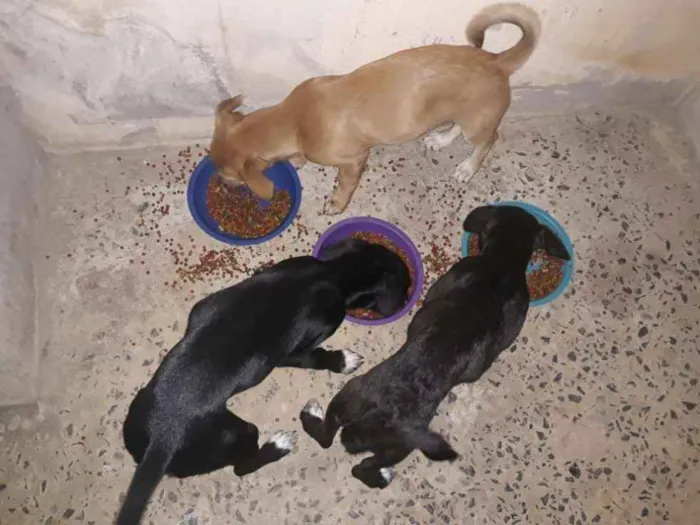 Cachorro raça Pé duro idade 2 a 6 meses nome Max, Malu