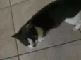 Mamãe
