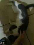 Mamãe