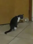 Mamãe