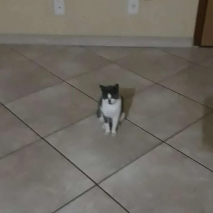 Gato ra a  idade 7 a 11 meses nome Mamãe