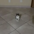 Mamãe
