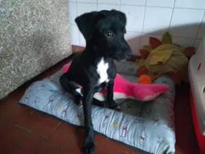 Cachorro raça SRD idade 2 a 6 meses nome Baby