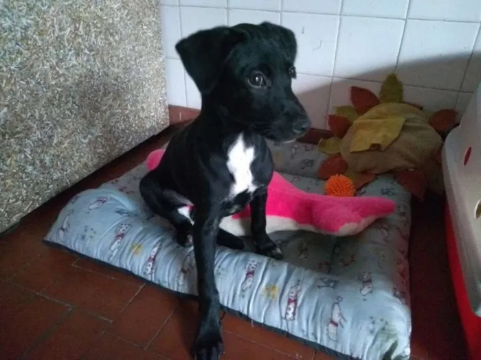 Cachorro ra a SRD idade 2 a 6 meses nome Baby