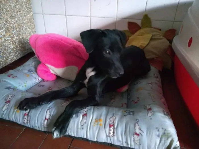 Cachorro ra a SRD idade 2 a 6 meses nome Baby