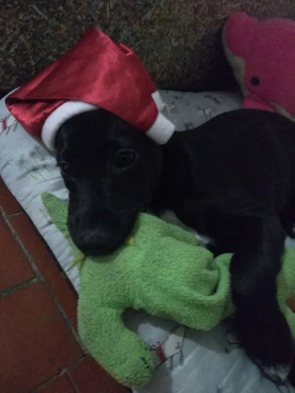 Cachorro ra a SRD idade 2 a 6 meses nome Baby