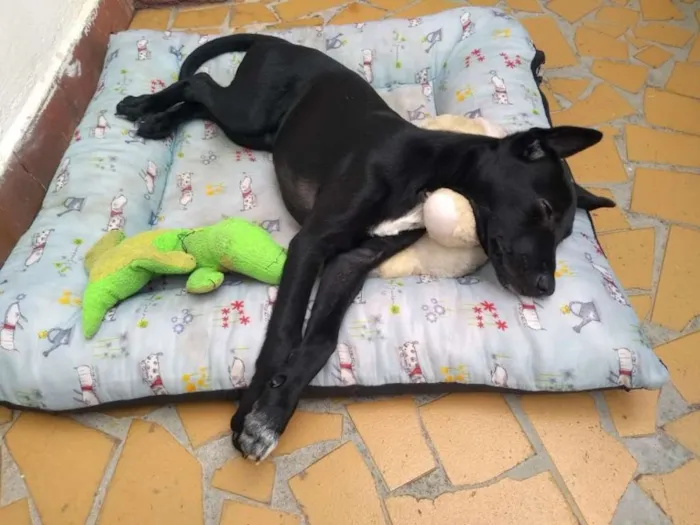 Cachorro ra a SRD idade 2 a 6 meses nome Baby
