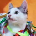 Babaloo