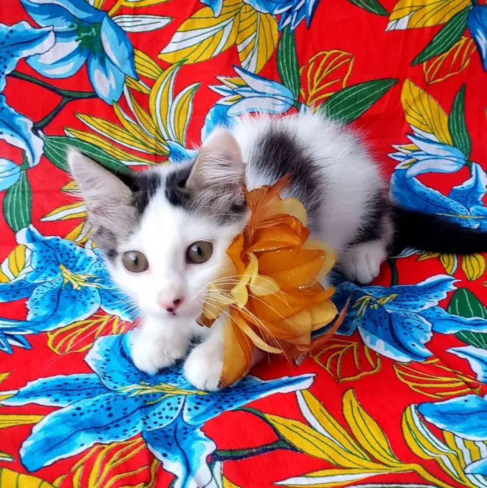 Gato ra a Vira Lata idade 2 a 6 meses nome Babaloo