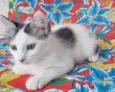 Babaloo